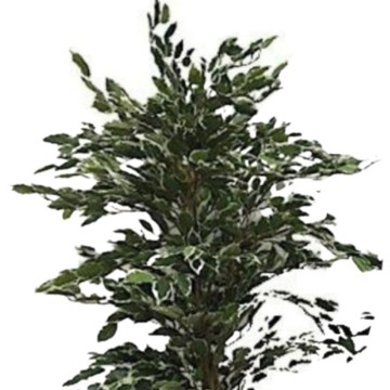 Pianta artificiale Ficus variegato 120h 768 foglie con vaso